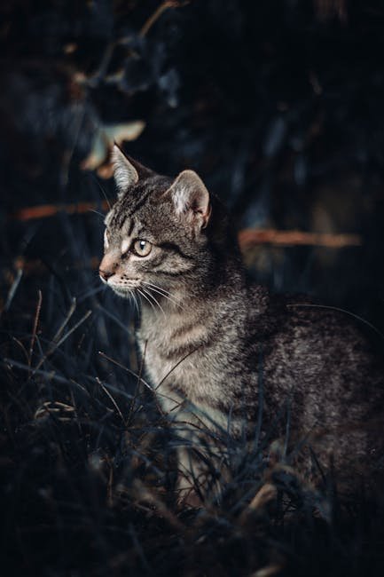 Andean Mountain Cat: The Highland Phantom (image credits: pexels)