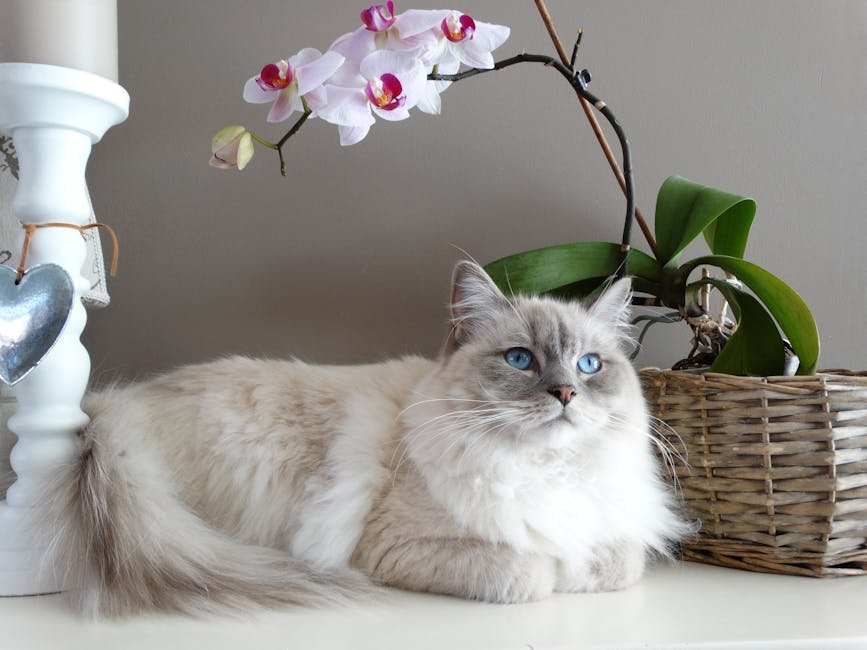 American Bobtail: The Adventurer in Disguise (image credits: pexels)