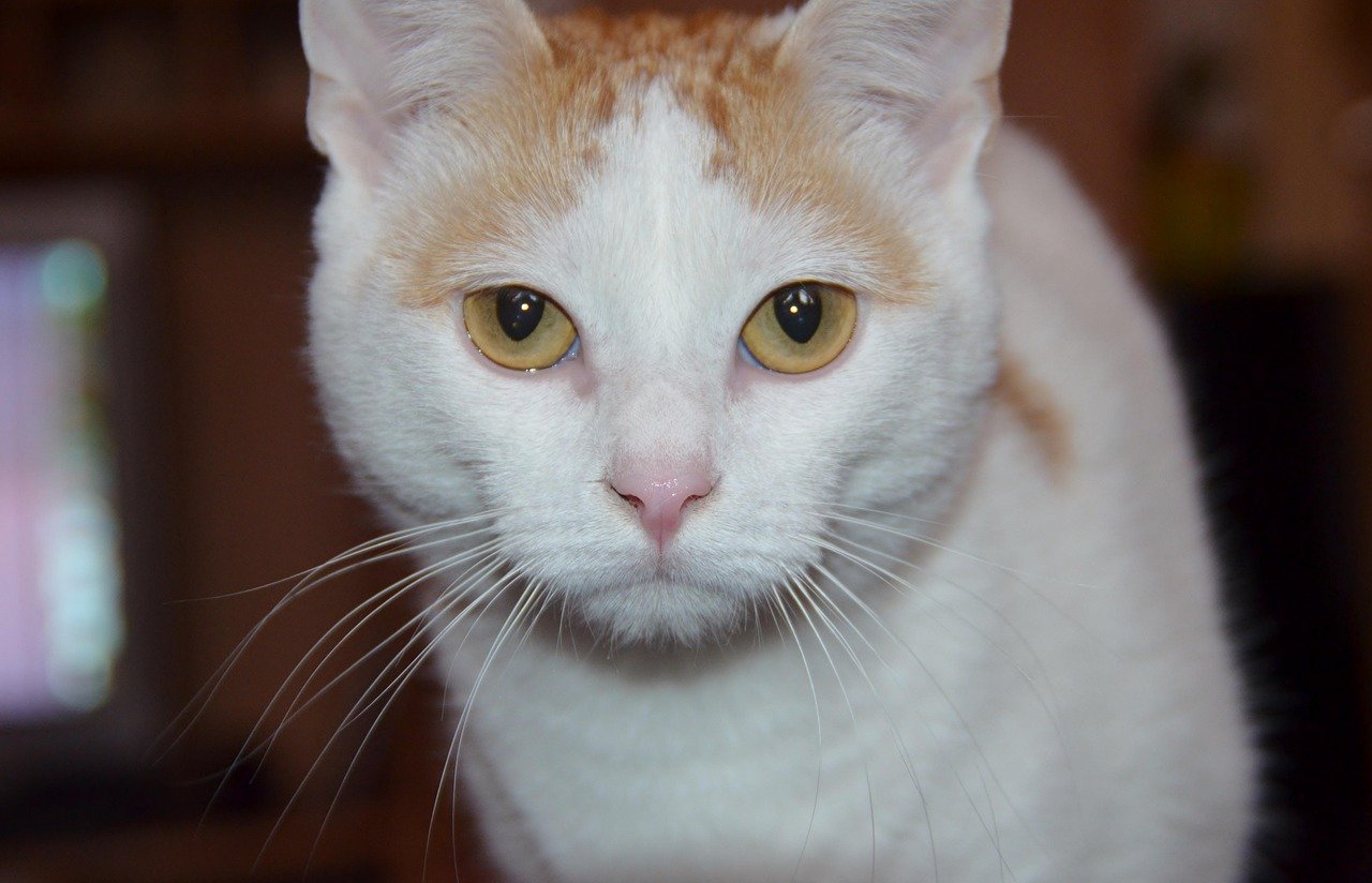Turkish Van: The Swimmer’s Delight (image credits: pixabay)