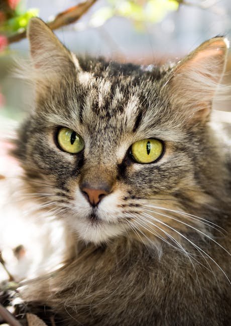 LaPerm: The Curly Companion (image credits: pexels)