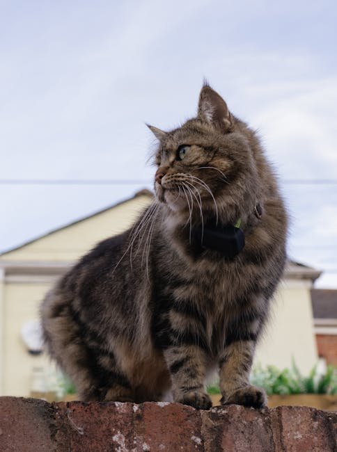 Manx: The Tail-less Wonder (image credits: pexels)