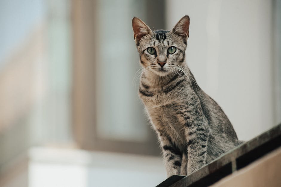 Egyptian Mau: The Spotted Beauty (image credits: pexels)