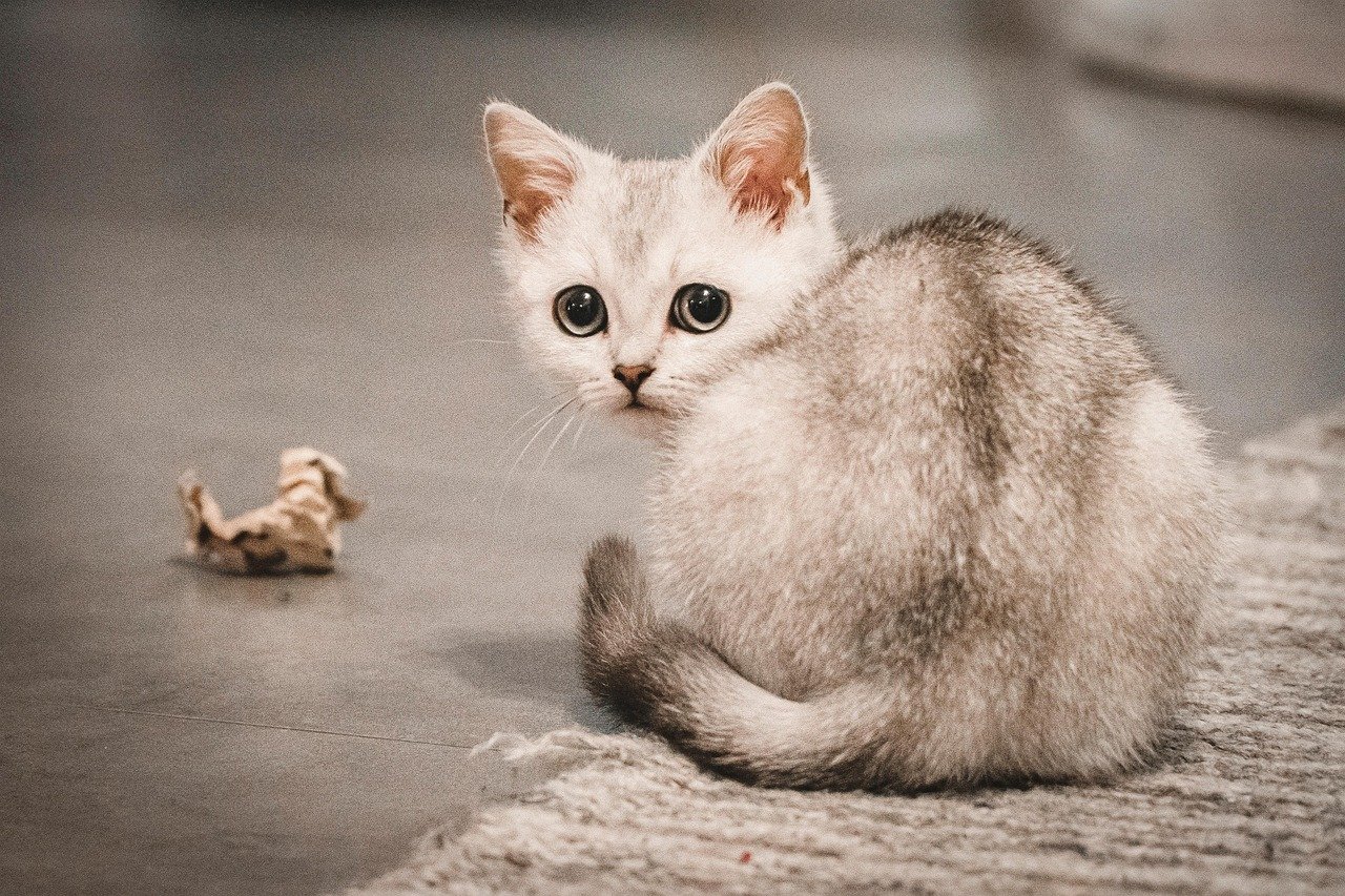 Burmilla: The Silver Sensation (image credits: pixabay)