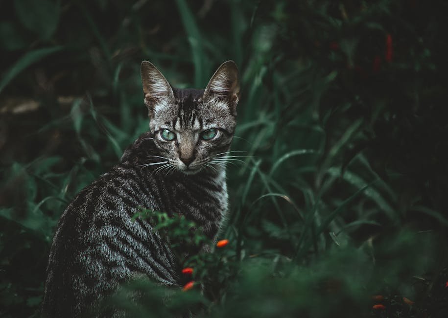 Toyger: The Miniature Tiger (image credits: pexels)