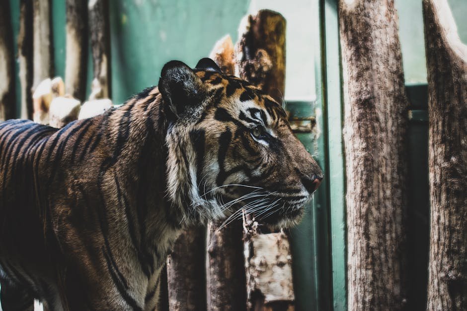 Conservation Efforts and Success Stories (image credits: pexels)