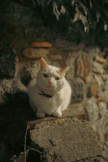 2. Kneading Paws (image credits: pexels)