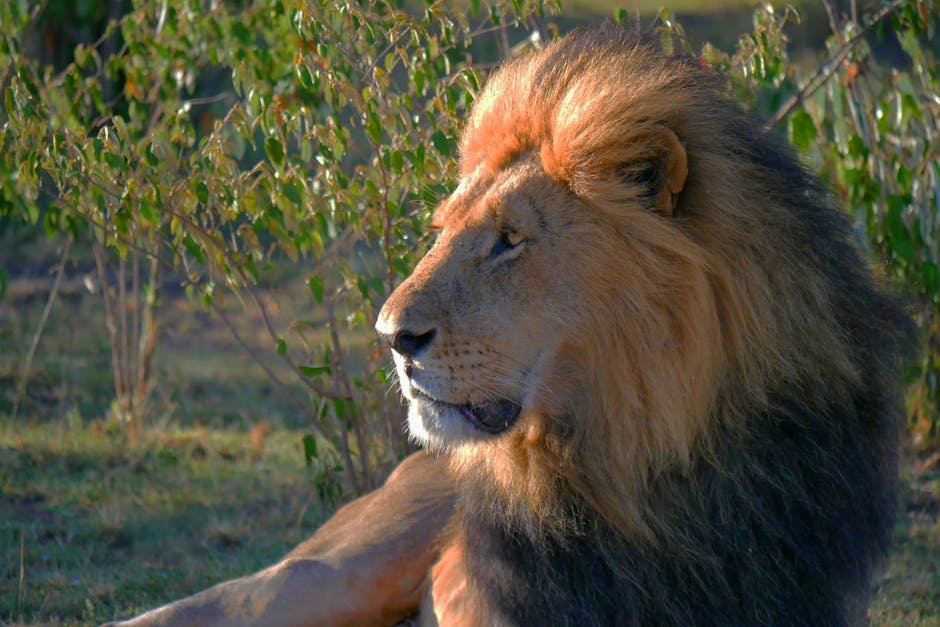 Lions: The Pride of Africa (image credits: pexels)