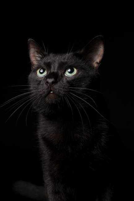 8. Cat Art (image credits: pexels)