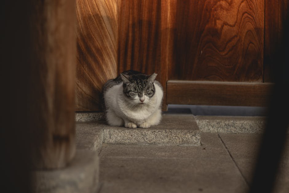 Cat Café Nekorobi, Tokyo, Japan (image credits: pexels)