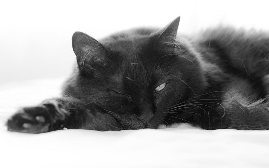 Rome's Torre Argentina Cat Sanctuary, Italy (image credits: pexels)