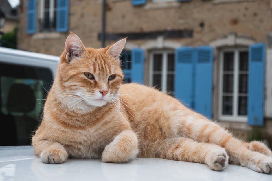 Alice in Wonderland: Cheshire Cat's Grin (image credits: pexels)