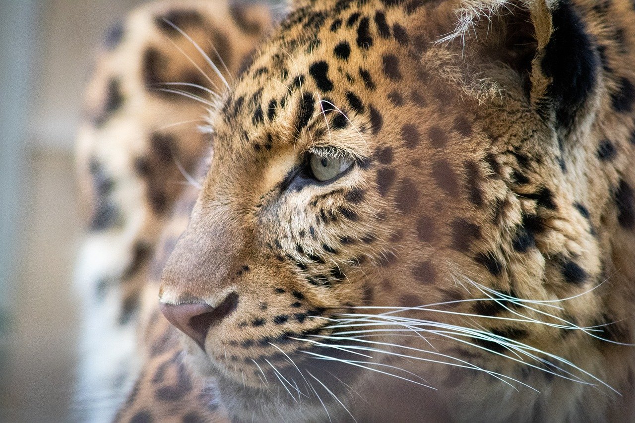 The Cunning Leopard: Adaptability and Agility (image credits: pixabay)