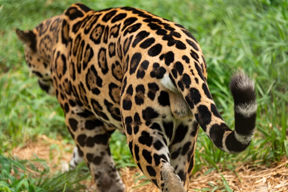 The Powerful Jaguar: Strength and Mystery (image credits: pexels)