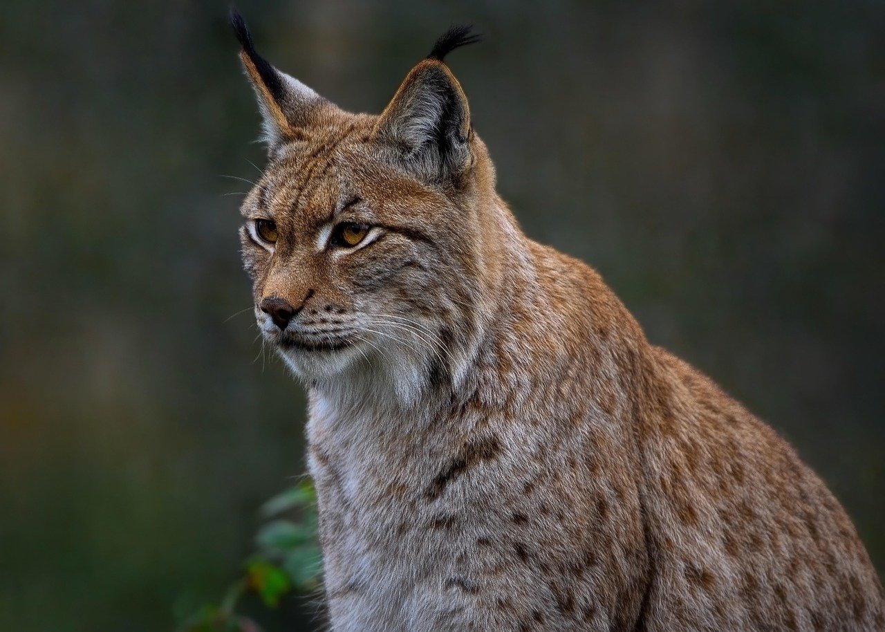 The Enigmatic Lynx: Silence and Intuition (image credits: pixabay)