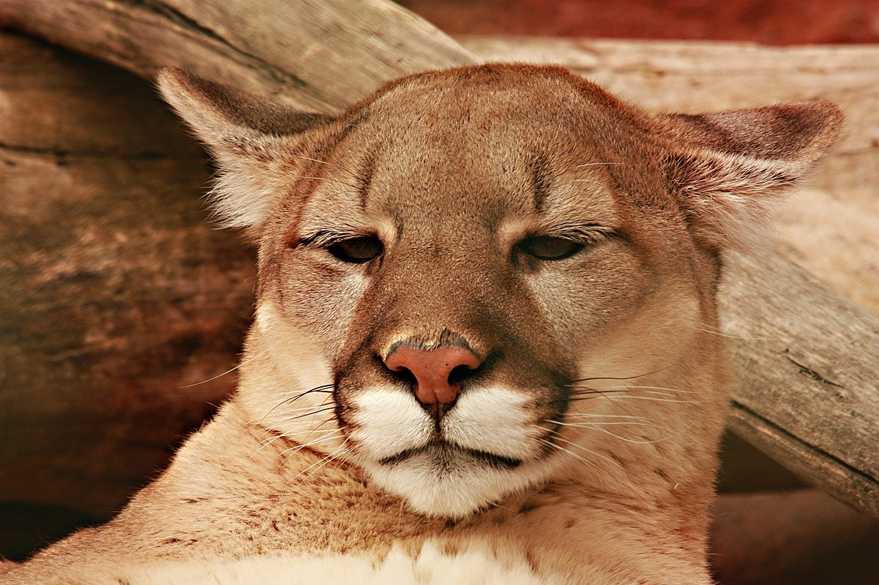 The Charismatic Cougar: Courage and Independence (image credits: pixabay)