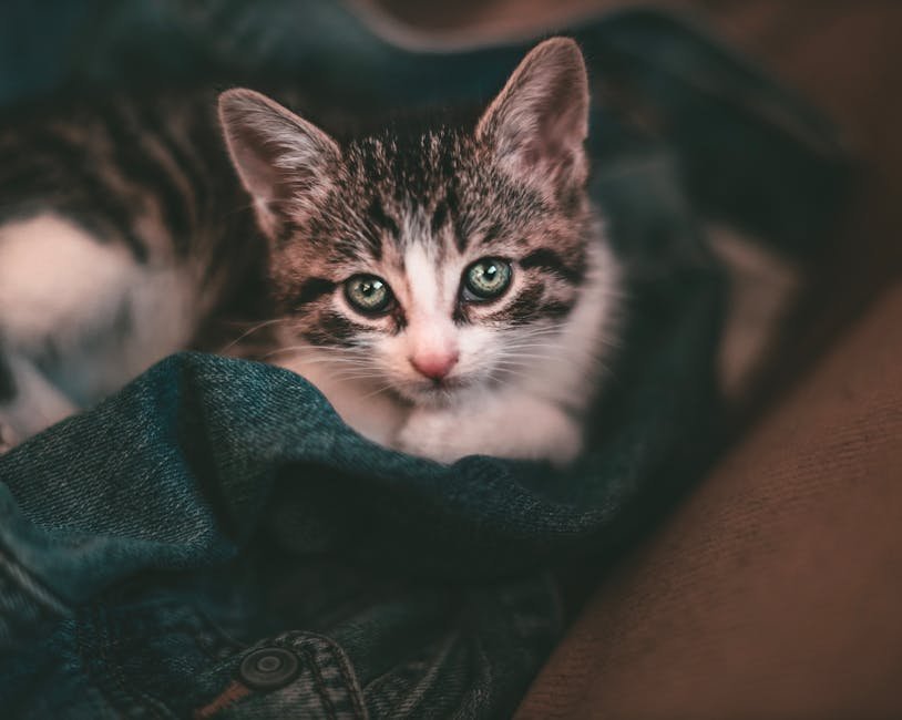 Fur and Fantasy: Imaginative Textures (image credits: pexels)