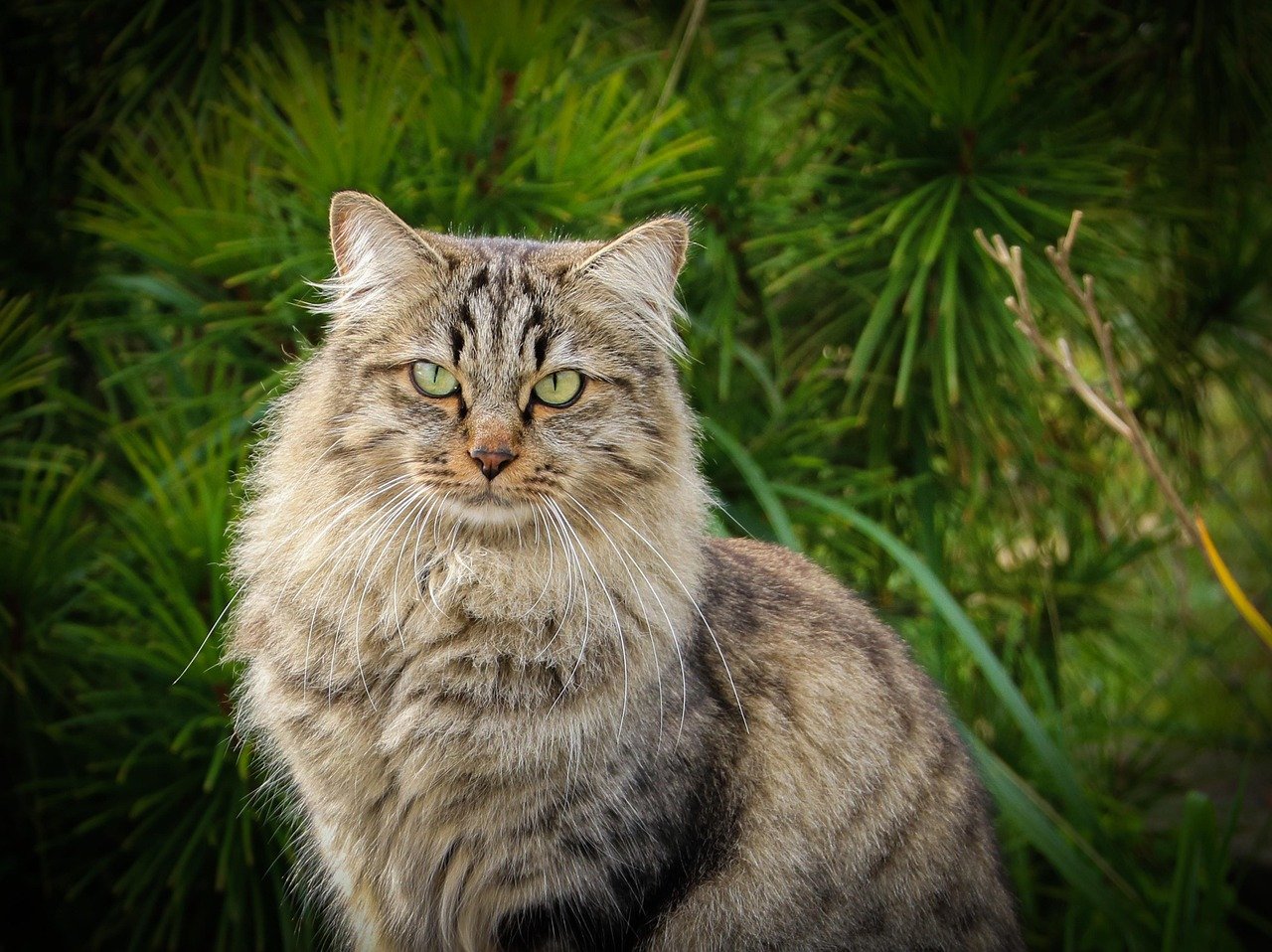 Siberian: The Affectionate Companion (image credits: pixabay)