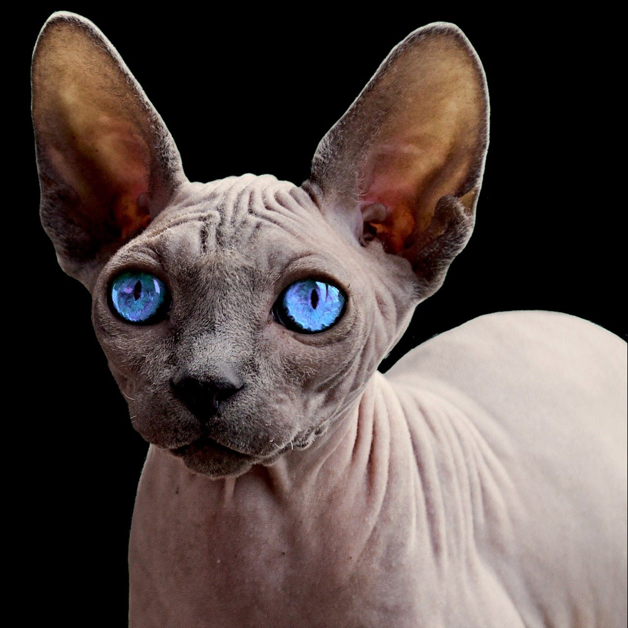 Sphynx: The Warm-Hearted Entertainer (image credits: pixabay)