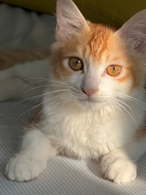 Dairy Products: No Longer a Purr-fect Treat (image credits: pexels)