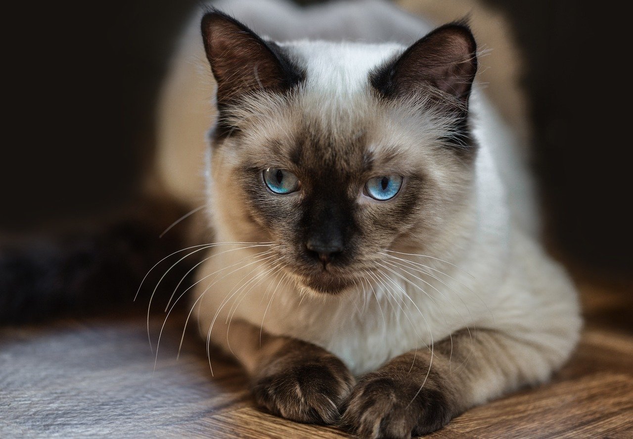 Ragdoll: The Laid-back Companion (image credits: pixabay)