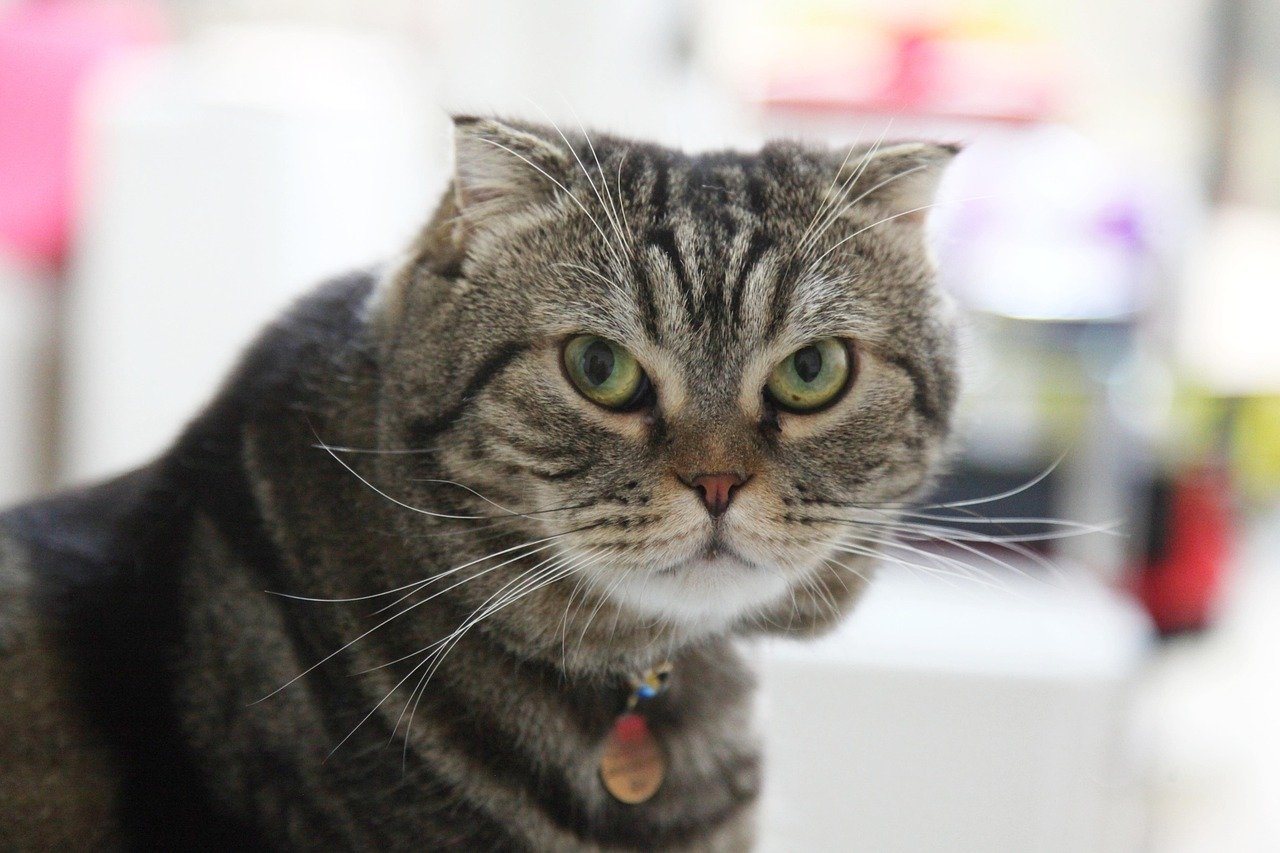 Scottish Fold: The Quiet Observer (image credits: pixabay)