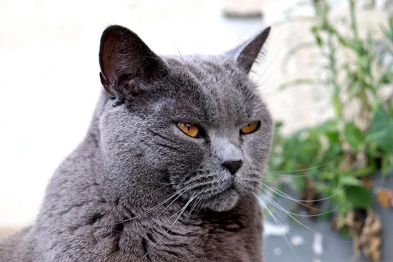 Chartreux: The Silent Observer (image credits: pixabay)