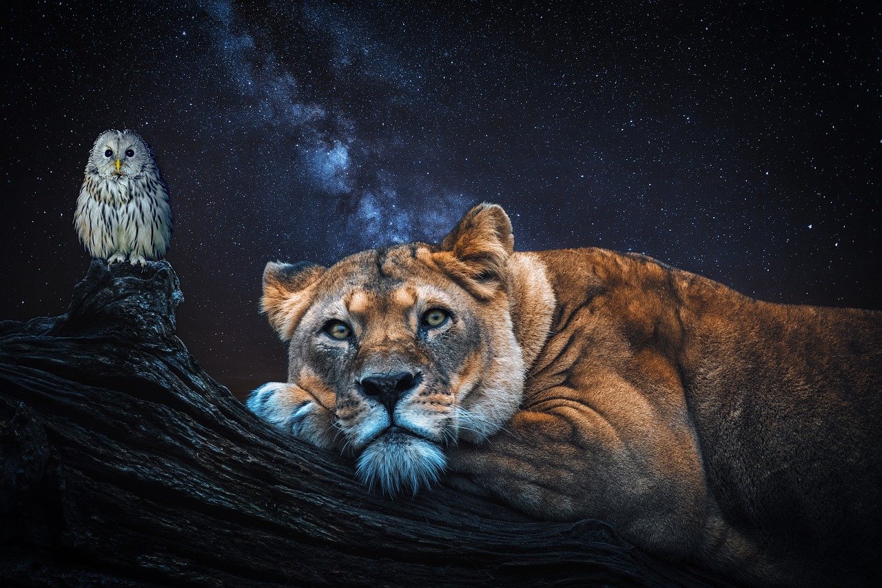 Lion: The King of the Night (image credits: pixabay)