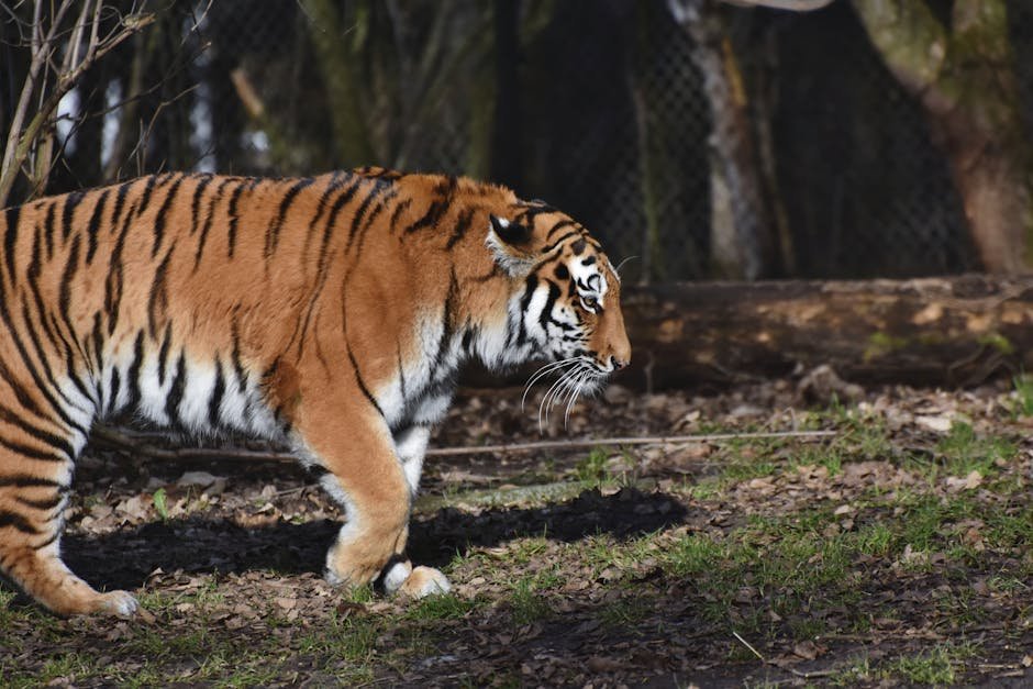 Tiger: The Silent Stalker (image credits: pexels)