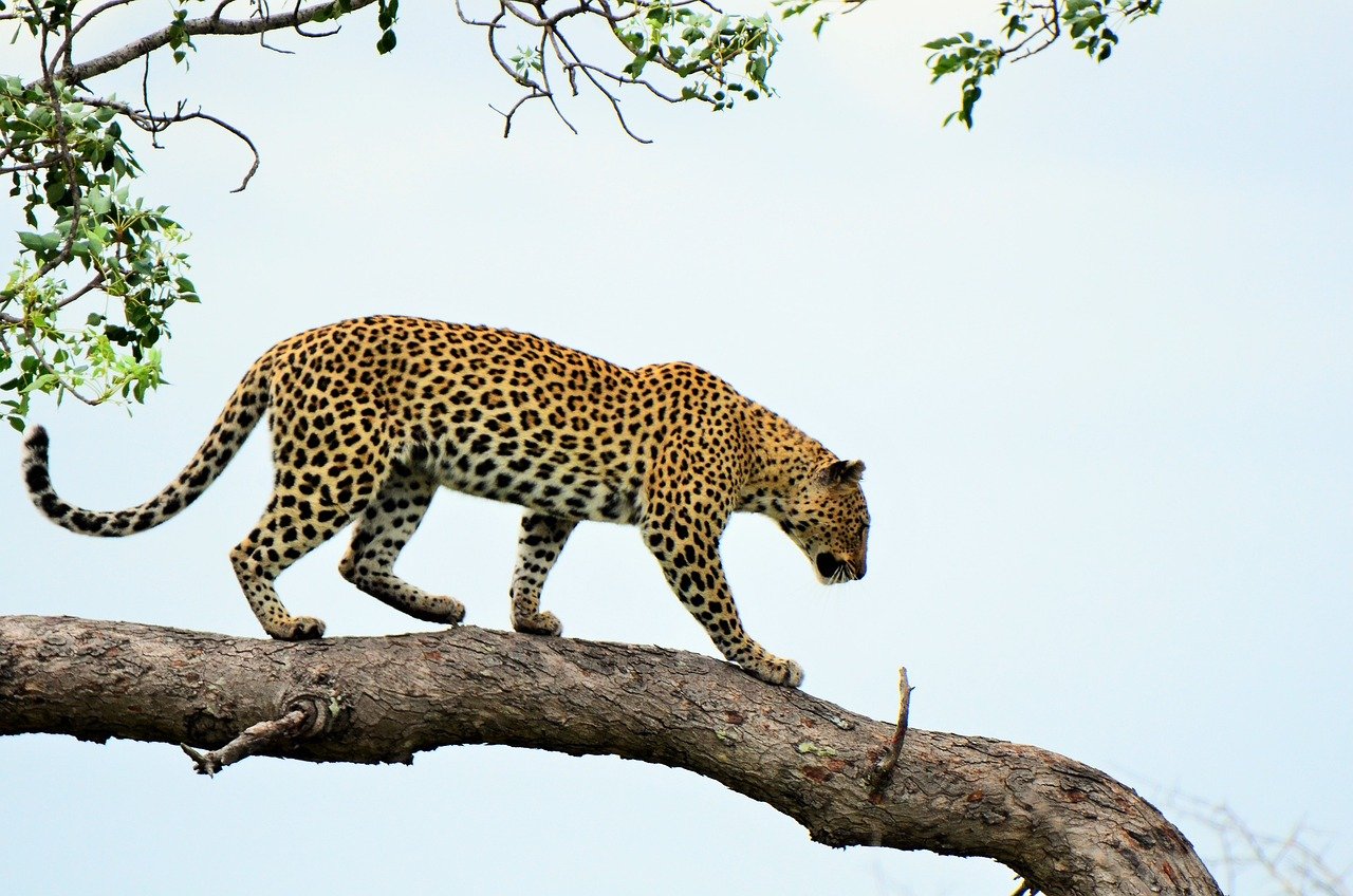 Leopard: The Tree-Dwelling Predator (image credits: pixabay)