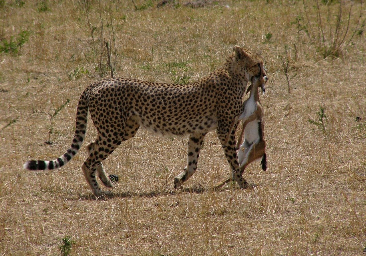 Cheetah: Speed Meets Stealth (image credits: pixabay)