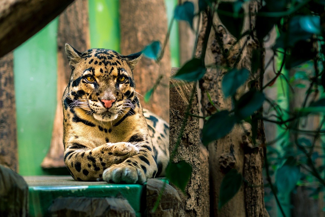 Clouded Leopard: The Arboreal Acrobat (image credits: pixabay)