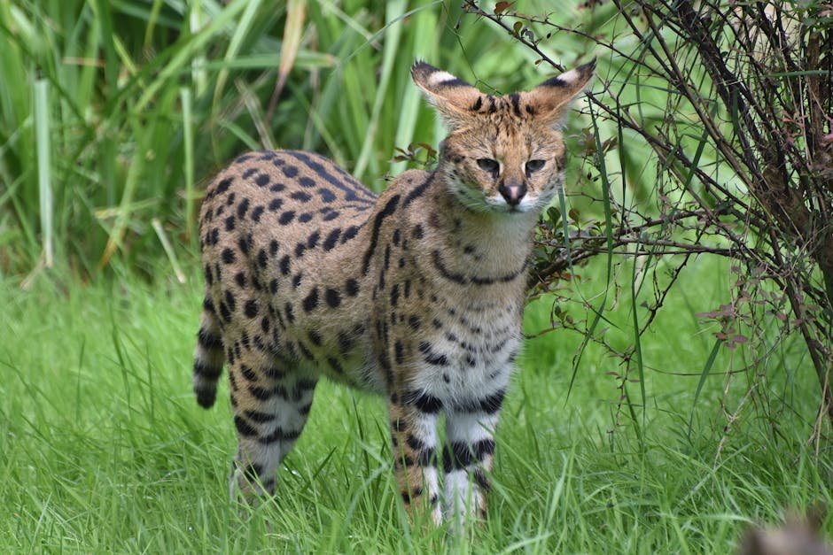 Serval: The Grassland Sprinter (image credits: pexels)
