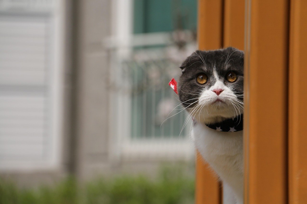 Scottish Fold: The Quiet Morning Observer (image credits: pixabay)