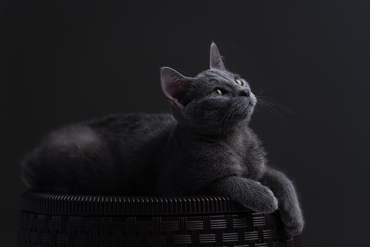 Russian Blue: The Tranquil Morning Companion (image credits: pixabay)