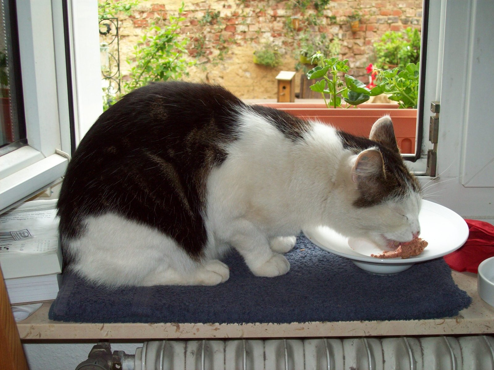 Incorporating Wet Food for Hydration (image credits: wikimedia)