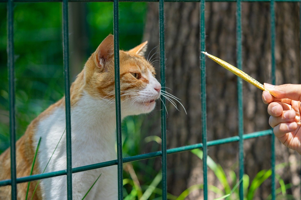 The Importance of Consistency in Feeding Schedules (image credits: pixabay)