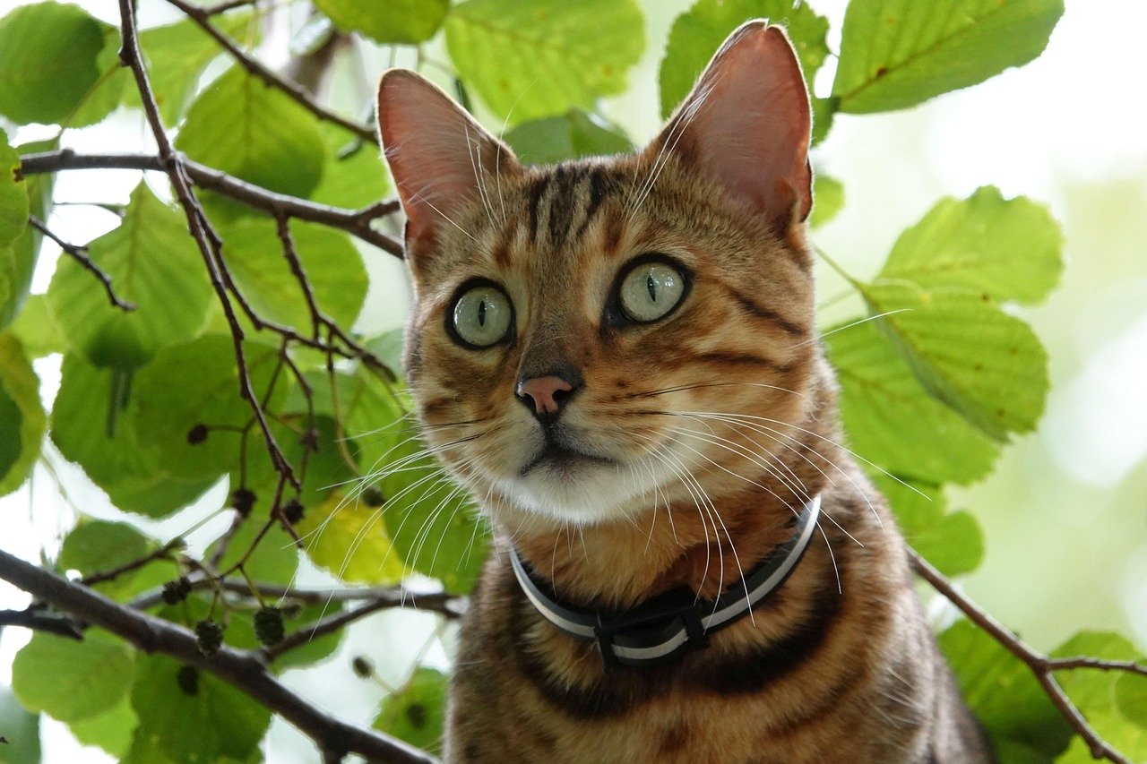 Bengal: The Energetic Entertainer (image credits: pixabay)