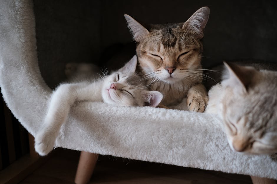 Slow Blinking: The Feline Kiss (image credits: pexels)