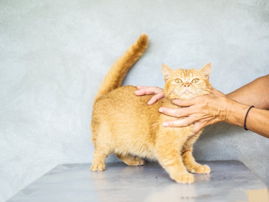 Following You Around: The Shadow Tail (image credits: pexels)
