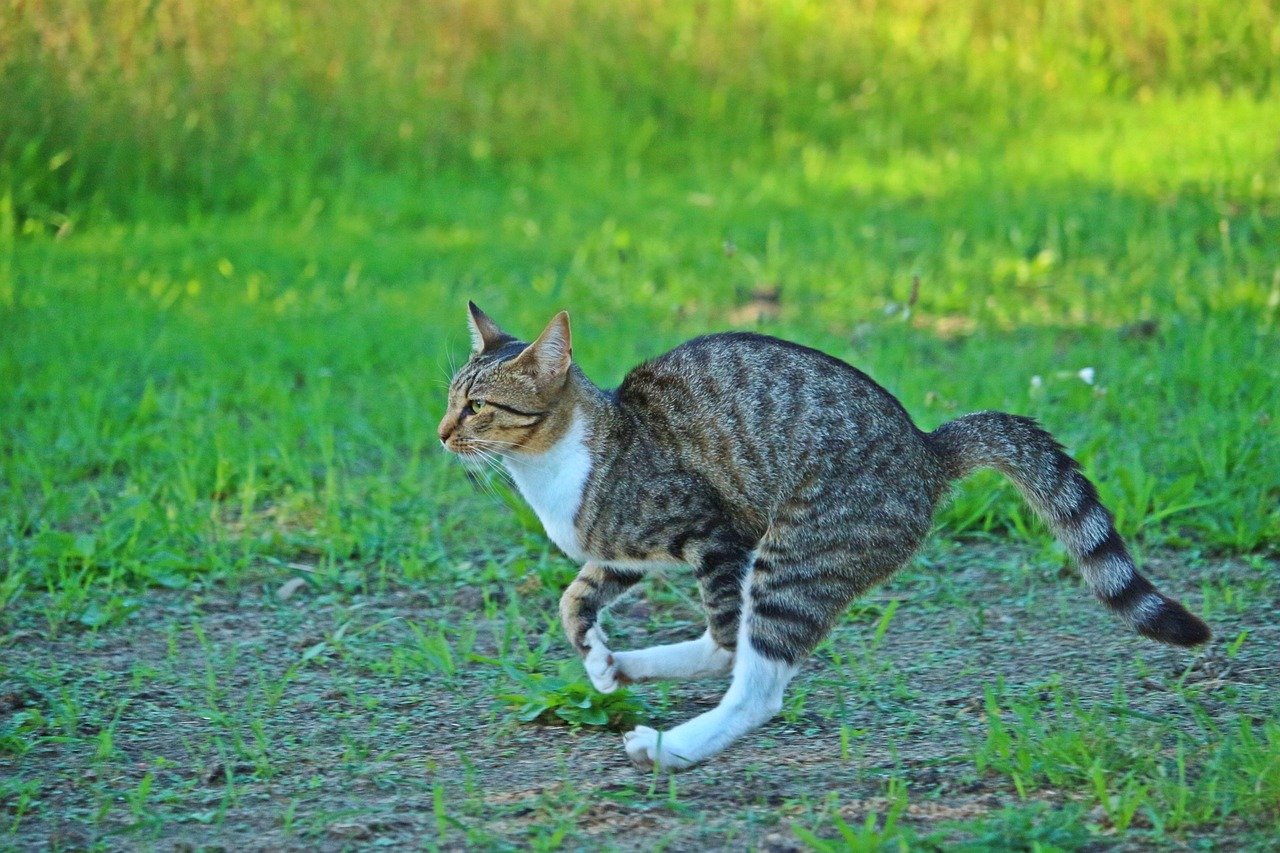 Hide and Seek with Treats (image credits: pixabay)