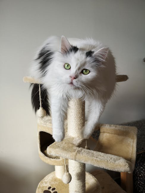 DIY Scratching Posts (image credits: pexels)
