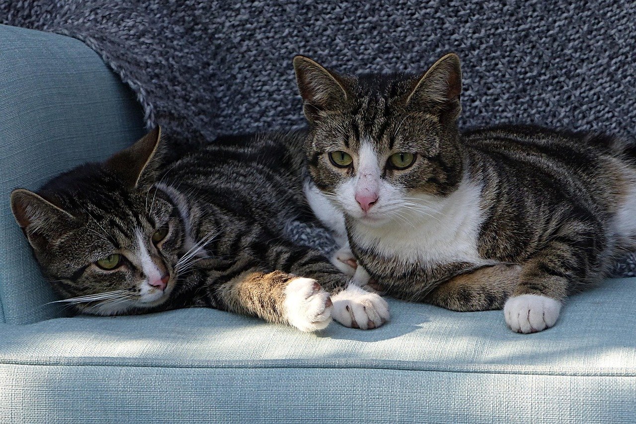 Quality Time and Cuddles (image credits: pixabay)