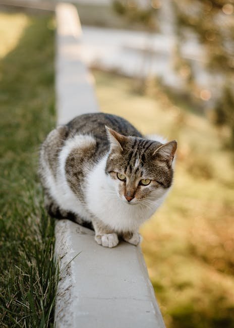 Respecting Your Cat's Space (image credits: pexels)