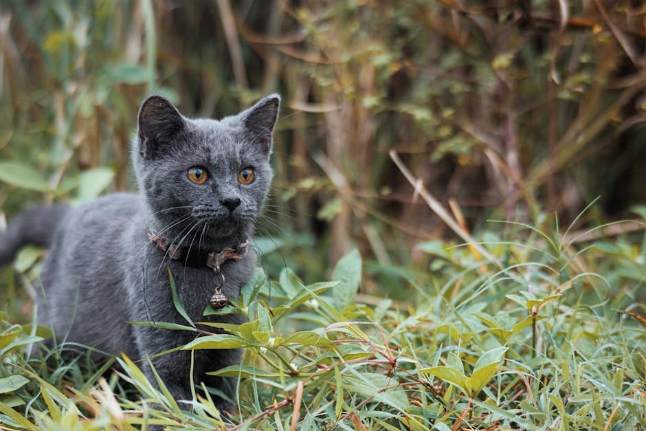 Adapting to Your Cat's Life Stage (image credits: pexels)