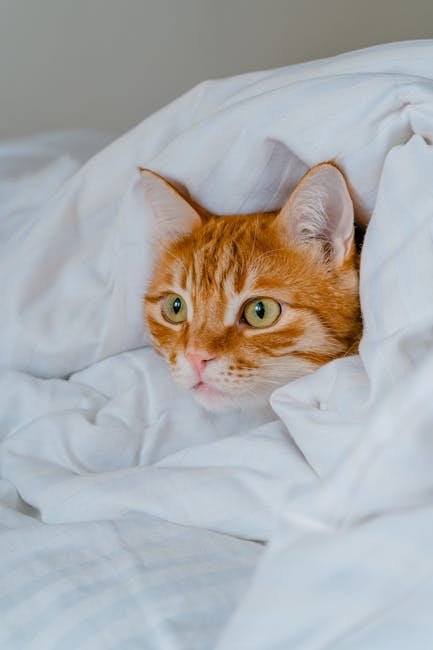 Ensuring Physical Comfort (image credits: pexels)