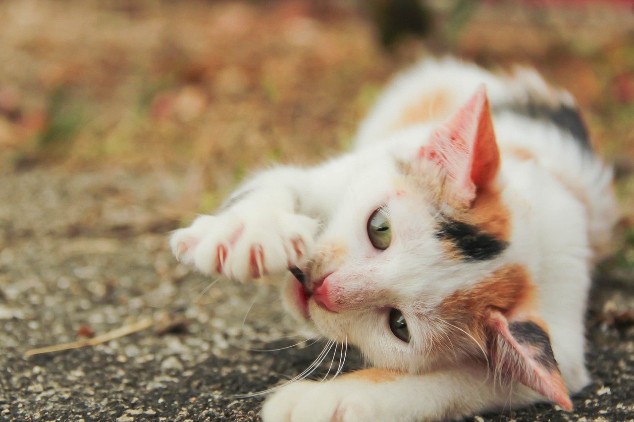 Communicating with Your Veterinarian (image credits: pixabay)