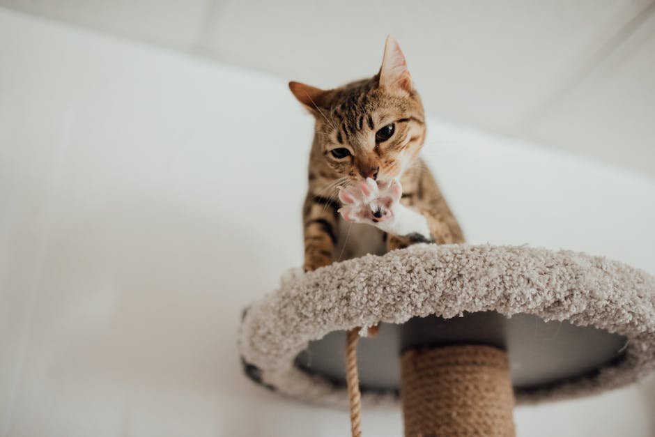 Utilizing Playtime Effectively (image credits: pexels)