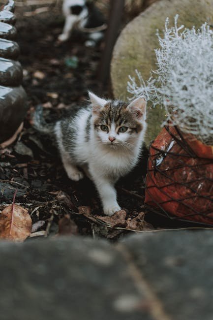 Encouraging Exploration (image credits: pexels)