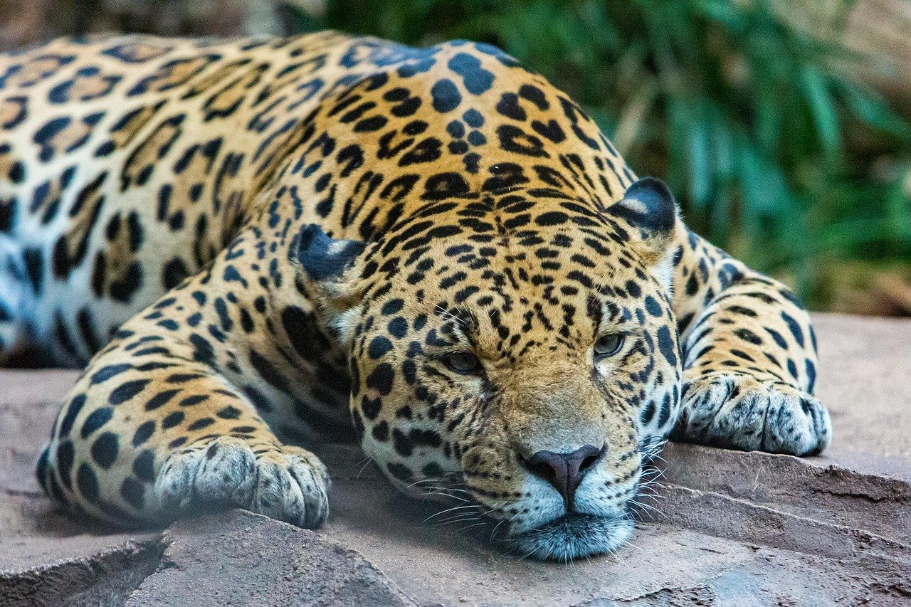 The Blue-Eyed Jaguar (image credits: pixabay)