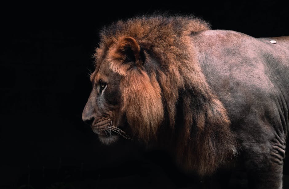 The Black-Backed Lion (image credits: pexels)